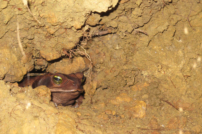 Sapo (venenoso, segundo nosso guia maluco) na trilha da Prainha