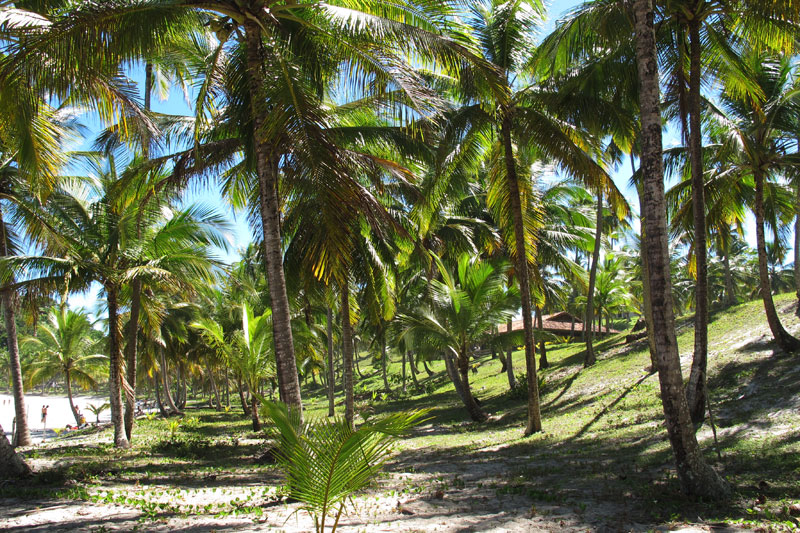 Coqueiral na Prainha