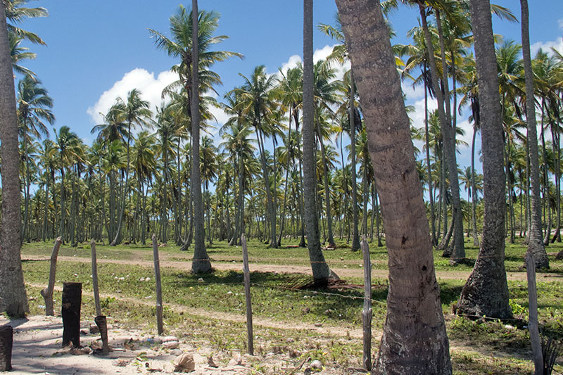 Praia da Cueira