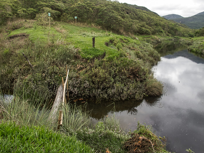 cabeça de boi