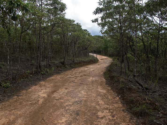 cabeça de boi