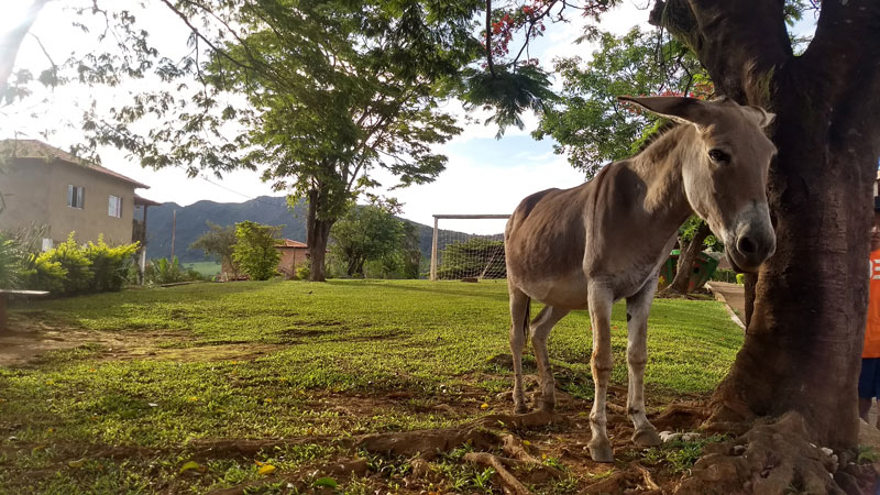 cabeça de boi