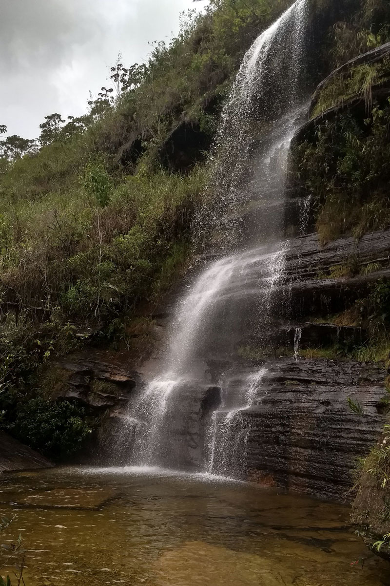 cabeça de boi