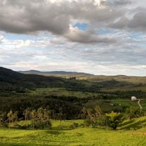 cabeça de boi