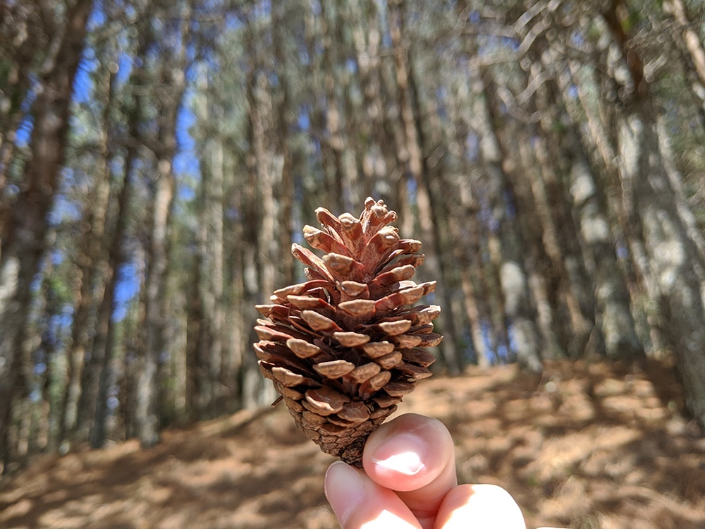 Trilha da Pedra Chanfrada gonçalves
